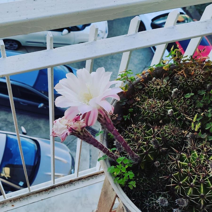 B&B Palazzo Armini Rogliano Dış mekan fotoğraf
